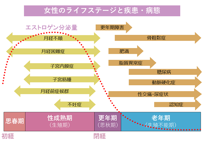 女性ヘルスケア（更年期） 患者さんへ 東京女子医科大学 産婦人科